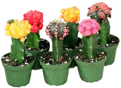 Grafted Color Top Assortment